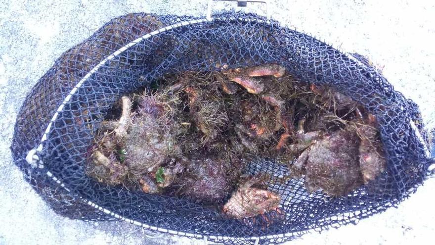Un furtivo intenta deshacerse de ocho kilos de centollas en la playa de Alcabre tras verse sorprendido por la Policía