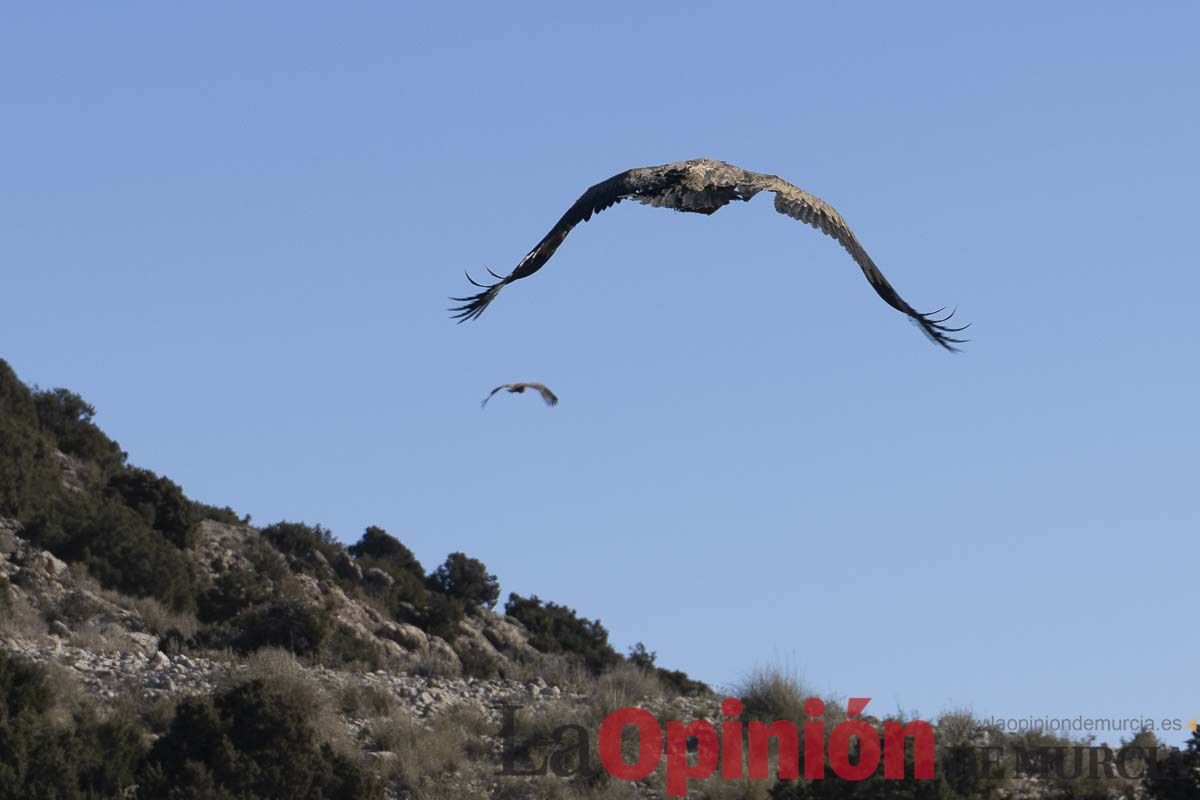 Suelta de dos buitres leonados en la Sierra de Mojantes en Caravaca