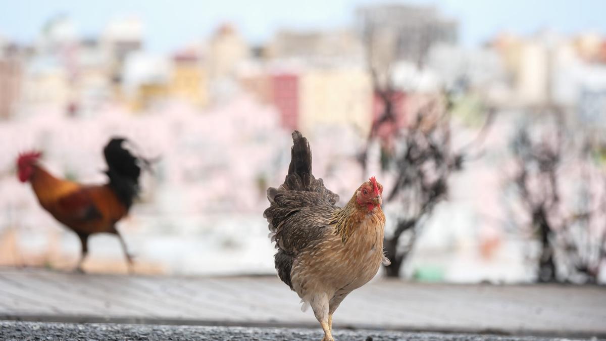 Las gallinas no dejan dormir en Cruz de Piedra