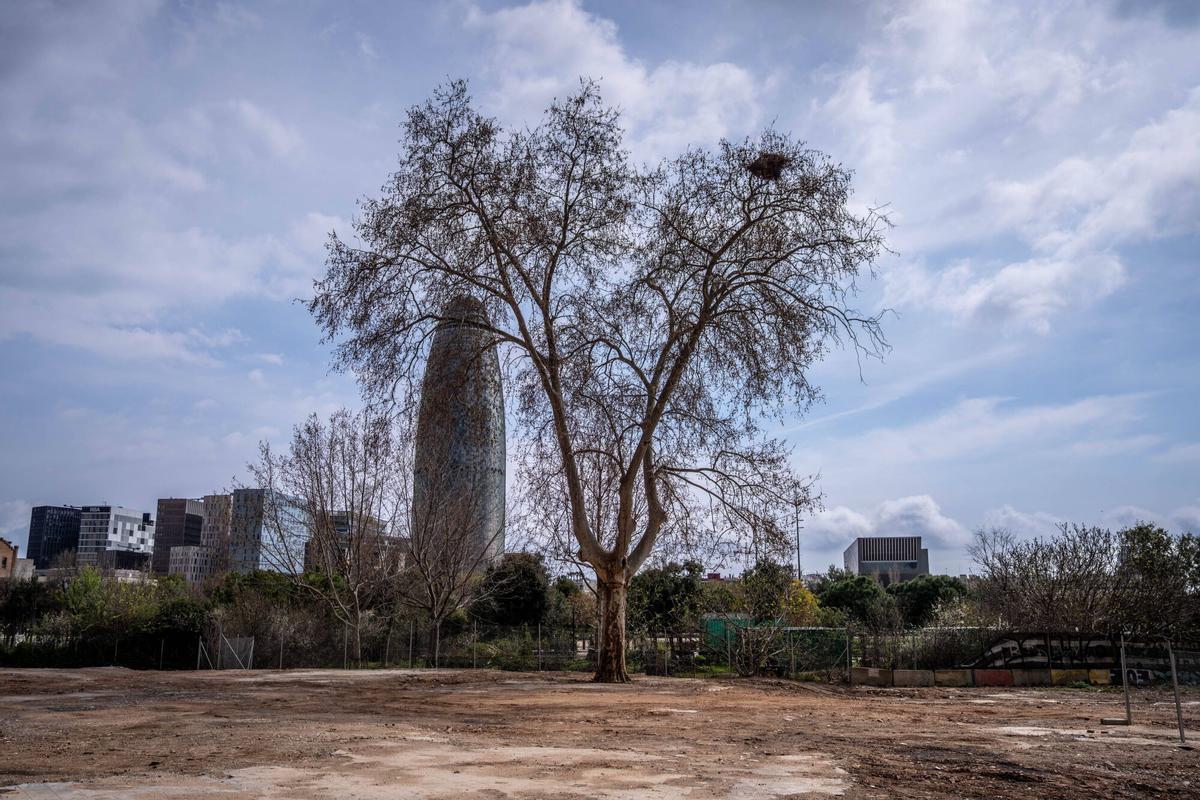 El plátano, una semana antes de la primavera, con un nido de cotorras por sombrero.