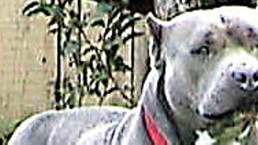 Fotografía del &#039;pit-bull&#039; que atacó a un niño en Galicia.