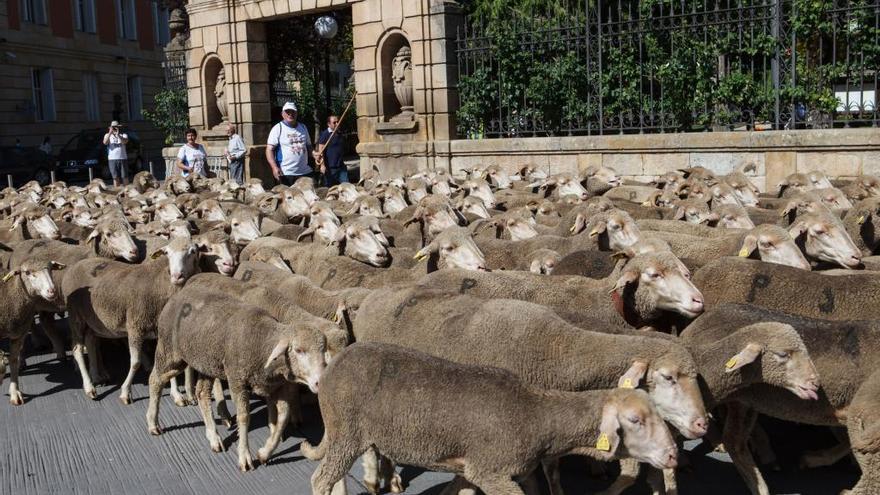 1.200 ovejas para celebrar que  la trashumancia es Patrimonio Cultural Inmaterial