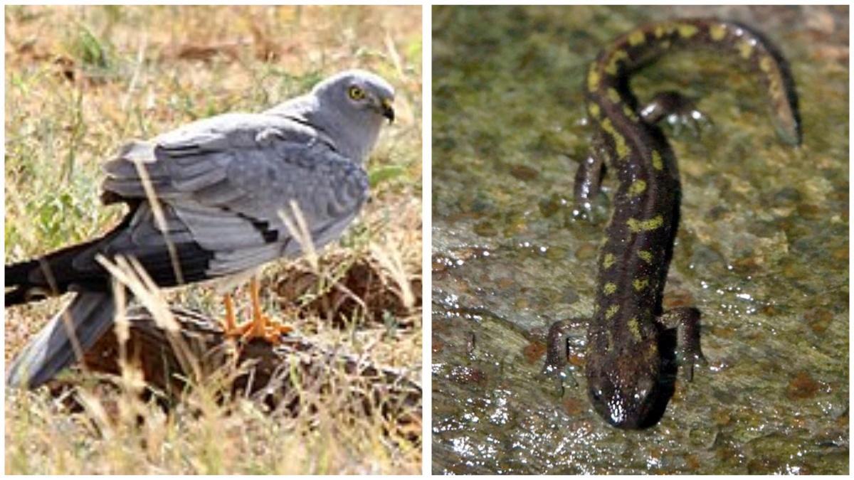 aguilucho cenizo y un tritón del Montseny