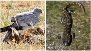 Aguilucho cenizo y un tritón del Montseny.