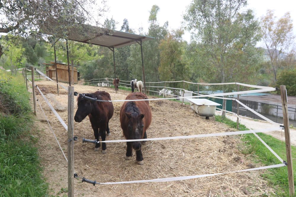 Santuario de caballos CYD Santa María en Alhaurín