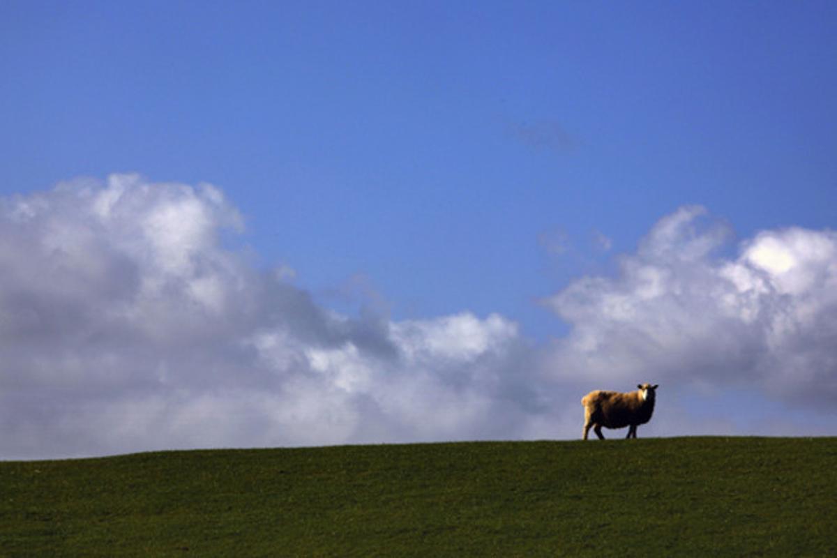Una ovella en un dels turons de New Plymouth a Nova Zelanda.