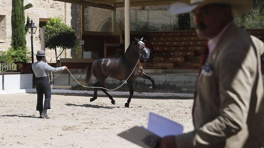 La doma en libertad regresa al espectáculo especial de Cabalcor