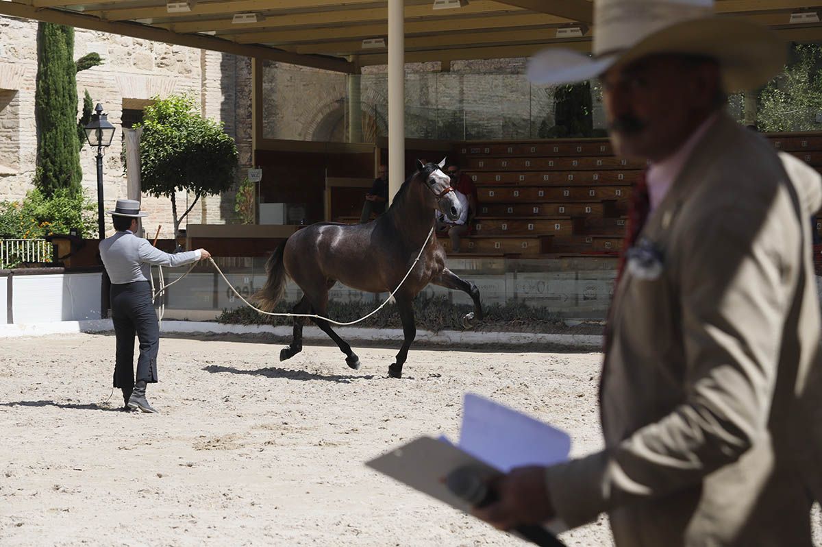 Concurso morfológico en Cabalcor