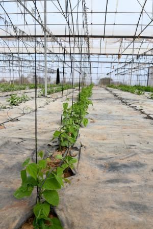 Dos jóvenes agricultores que cultivan, procesan y