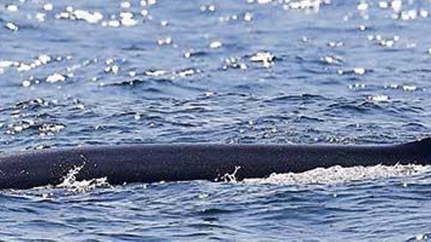 Una de las ballenas avistadas durante una ruta de observación de pelágicas en el &quot;Chasula&quot;.  // Pablo Gutiérrez Varga