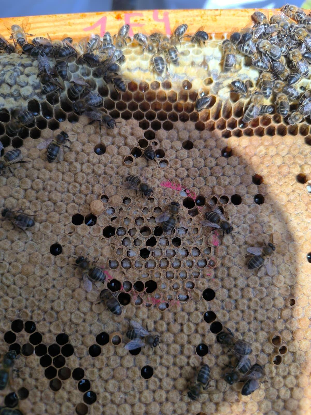 El proyecto incluyó un experimento con feromonas en las colmenas El proyecto incluyó un experimento con feromonas en las colmenas