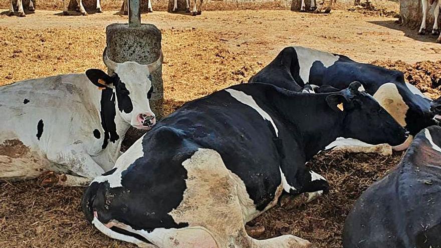 Vacas estabuladas en Tenerife.