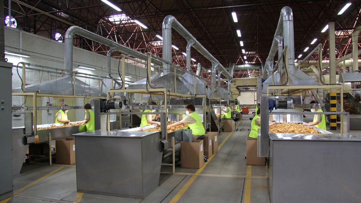Procesado de hoja de tabaco en la fábrica de Cetarsa en Talayuela.