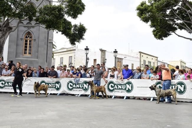 Celebración del I Certamen Nacional de perro ...