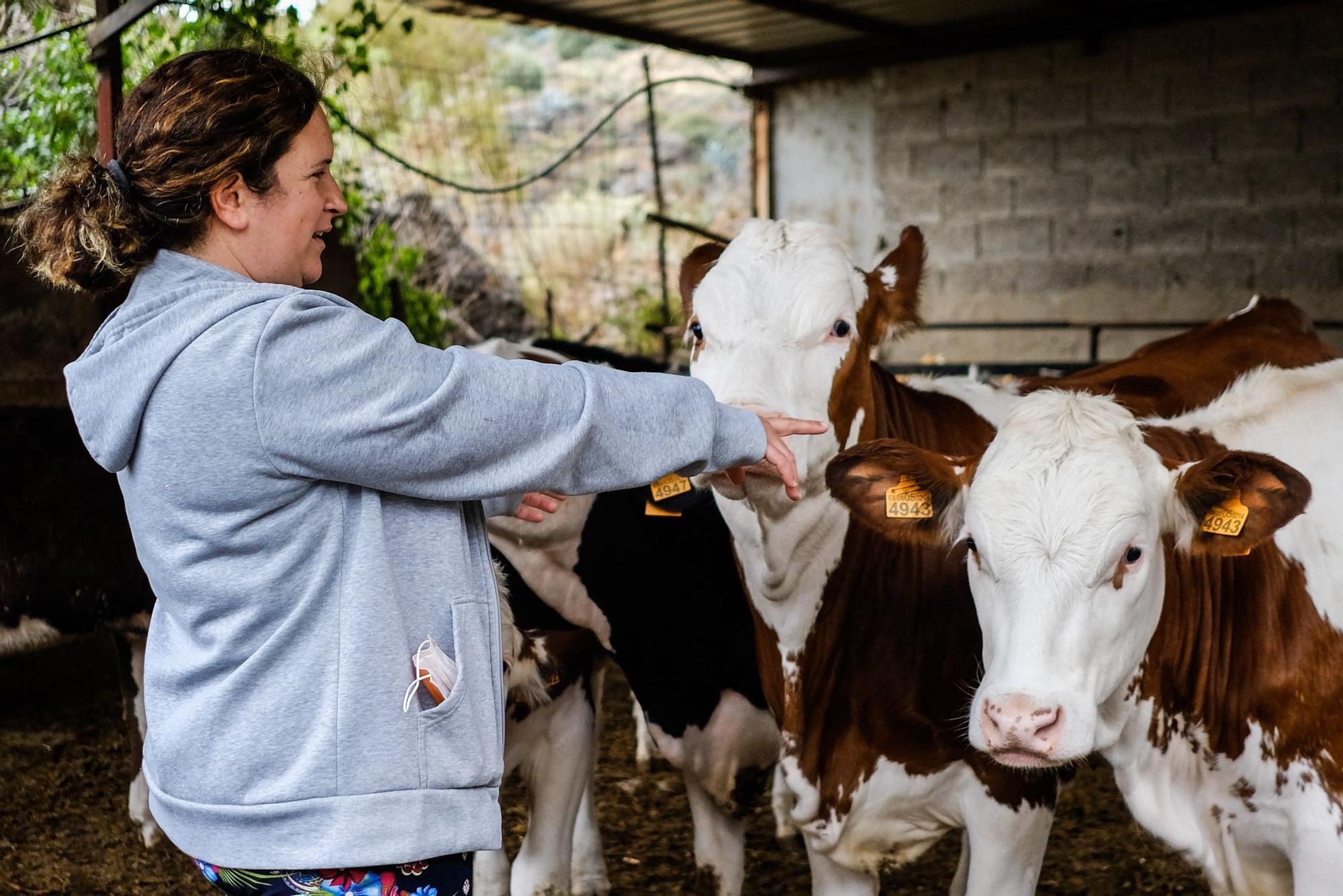 Judith González, ganadera de Valsequillo con casi un centenar de vacas