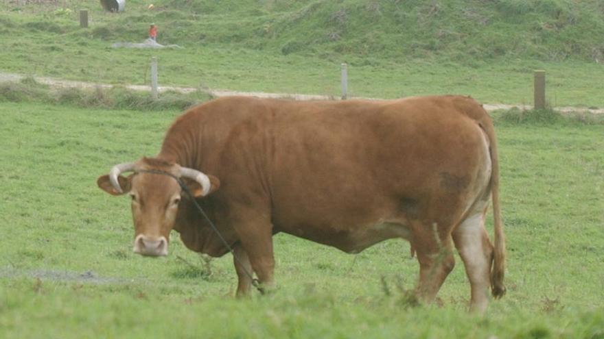 Un ejemplar de rubia galega. // V.E.