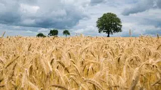 Descubren un gen que produce trigo más resistente a la sequía