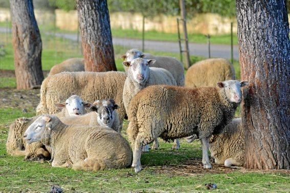 Schafe von Nele Bendgens