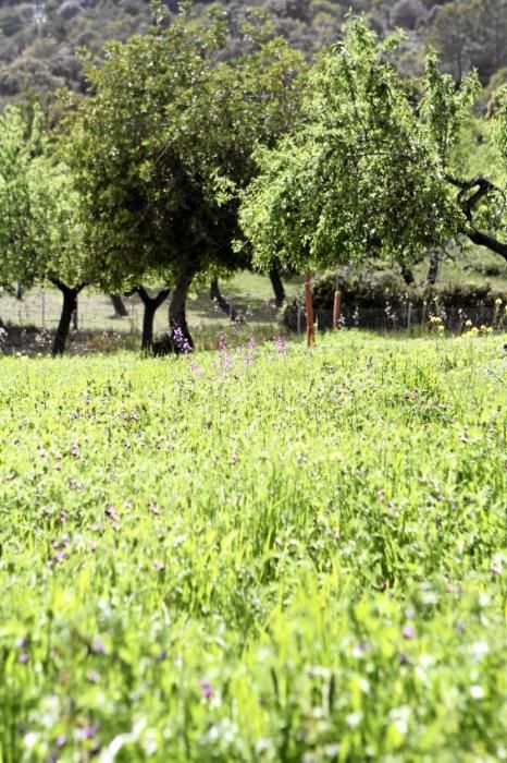 Schafherde, Baumplantage und Paradies für Insekten: zu Besuch bei Jaume Seguí und seinen 18 Hektar Bioland bei Capdellà