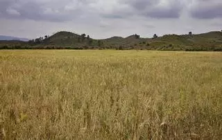 Proyectan otra gran planta solar entre Sumacàrcer, Navarrés y Chella