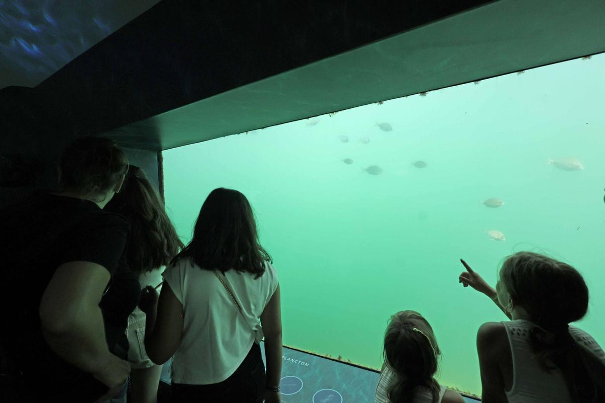 Abre «Atlántida», una ventana privilegiada para observar la riqueza de la ría de Vigo