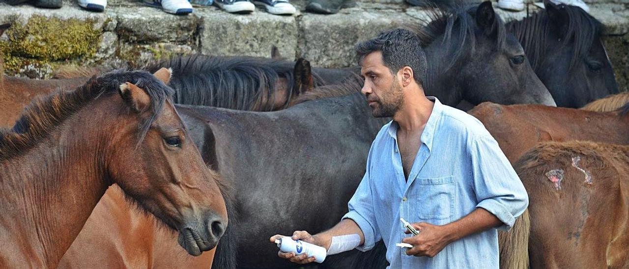 Paulo Vicente Monteagudo agarda nun curro para desparasitar a un animal.