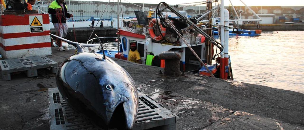 Ejemplar de atún rojo en un puerto canario.
