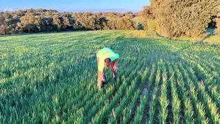 Olona admite las "grandes pérdidas" pero asegura la PAC para los agricultores
