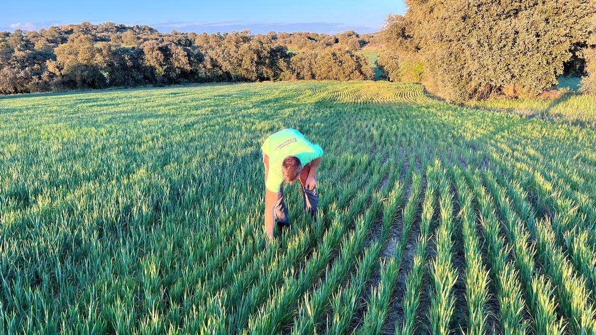 Un agricultor revisa una parcela de trigo en Huesca.