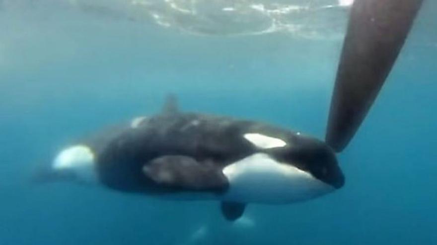 Las orcas destrozan el timón de otro velero a dos millas al sur de Fisterra