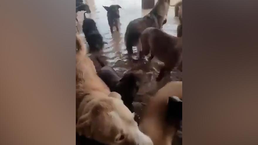Situación crítica y triste en el refugio de animales de Sueca (Valencia) al quedar completamente inundado