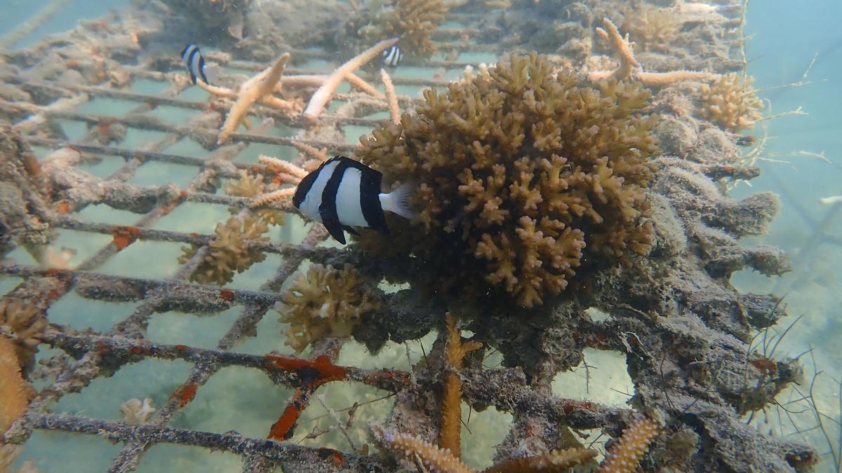 Los océanos están sufriendo un blanqueo masivo de los corales a nivel global, según NOAA