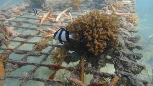 Los océanos están sufriendo un blanqueo masivo de los corales a nivel global, según NOAA