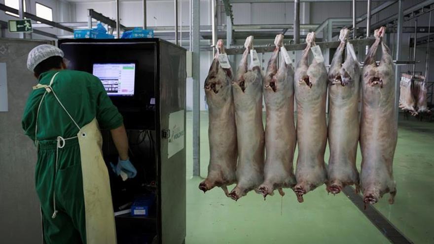 30.000 cabezas de ganado sacrificadas en Extremadura rumbo a los Emiratos Árabes