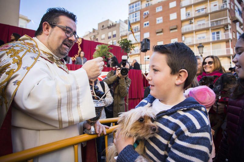 Bendición de animales por Sant Antoni del Porquet