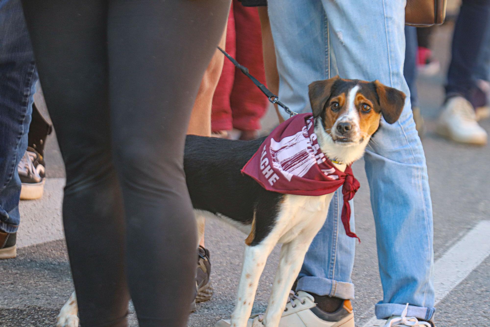 Romería y Bendición de animales en San Antón de Elche