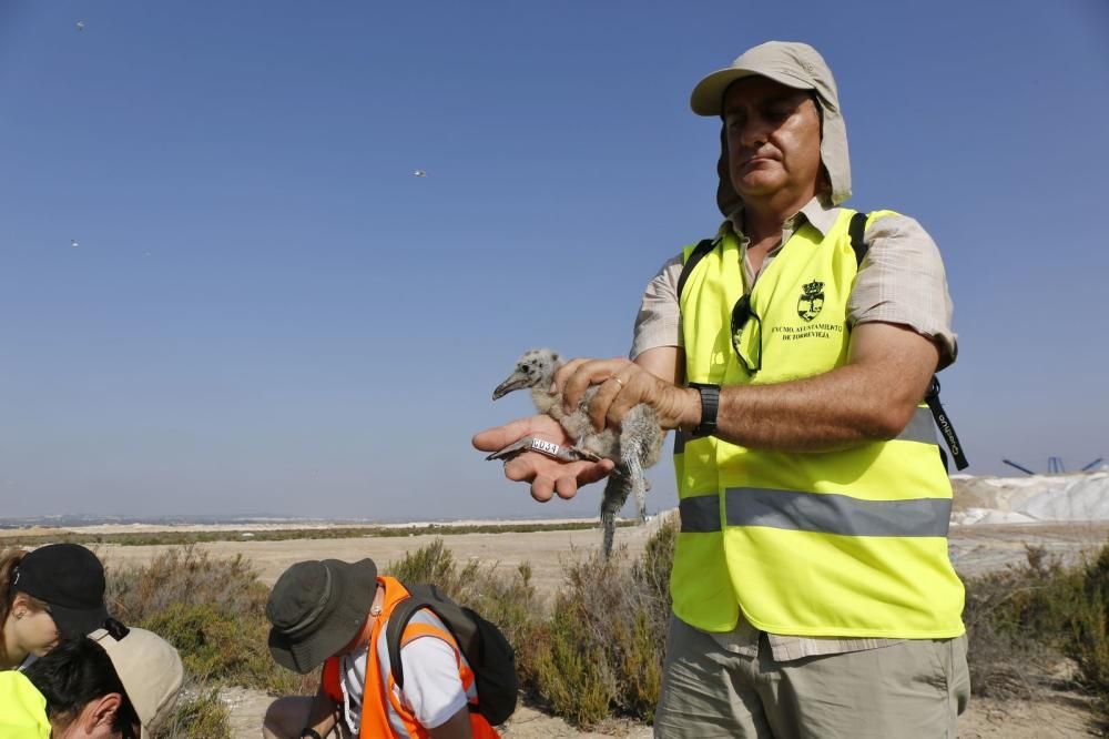 El Ayuntamiento de Torrevieja y la Conselleria de Medio Ambiente realizaron el anillamiento anual de la colonia de gaviotas establecida en el saladar de la laguna de Torrevieja con la ayuda de 30 volu