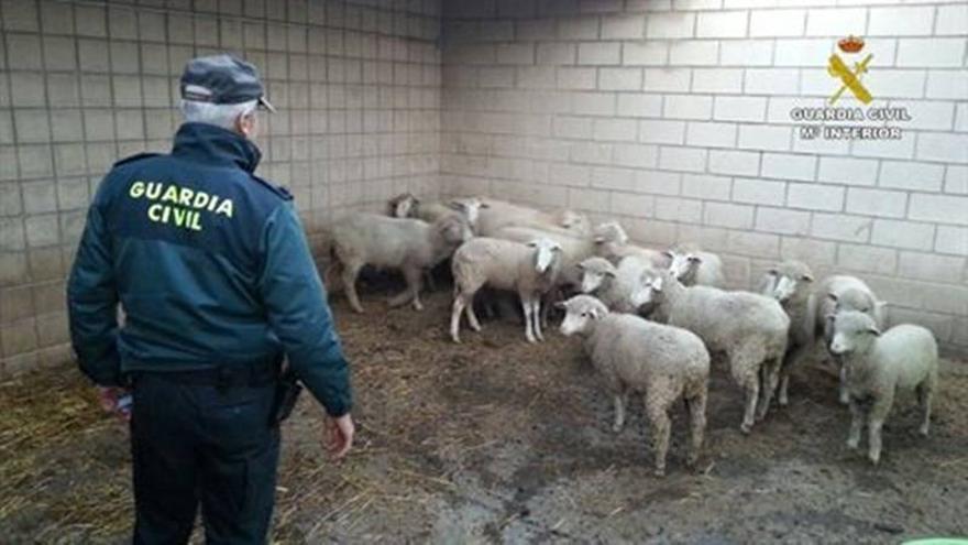 Detenidas diez personas por el presunto robo de ganado ovino
