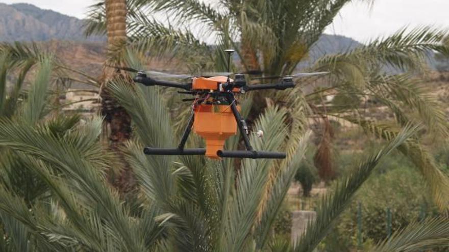 La cercanía del aeropuerto bloquea en Elche el uso  de drones contra el picudo