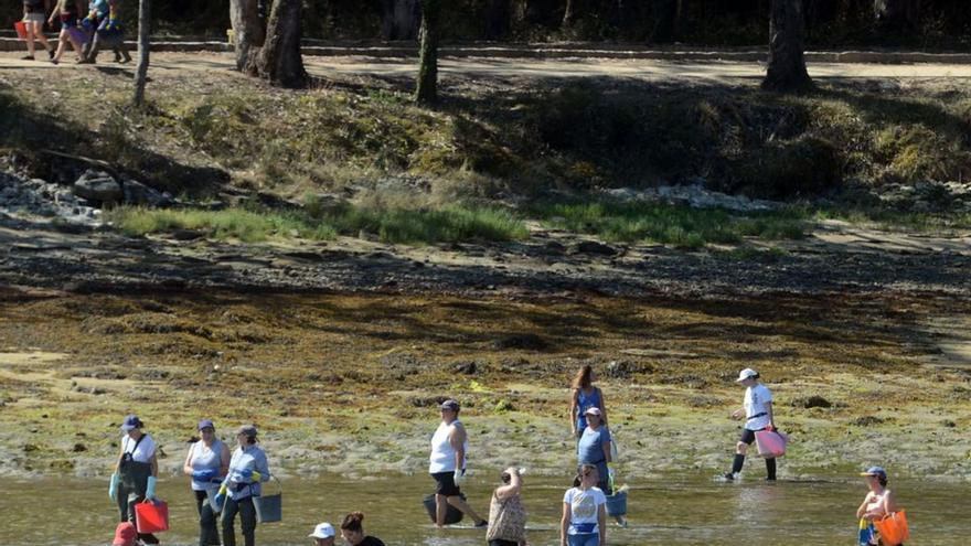 El agua dulce y los vertidos asolan los bancos marisqueros de Vilanova