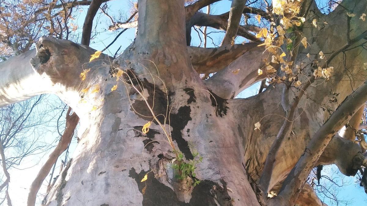 El eucalipto centenario de Gata renace a las tres semanas de calcinarlo un incendio