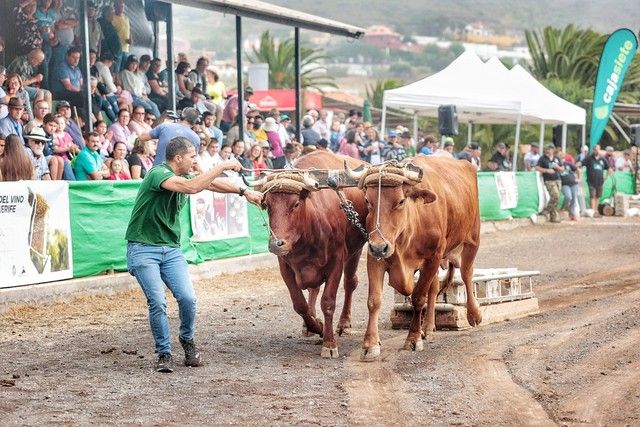 Feria de ganado y procesión por las Fiestas de San Benito en La Laguna, julio 2022