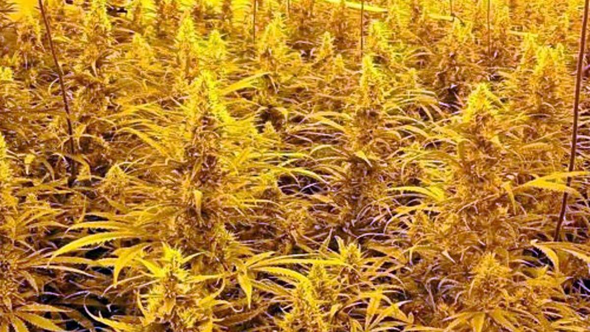 Plantes de la plantació de marihuana que desmantellada pels Mossos el 2020 a Sallent