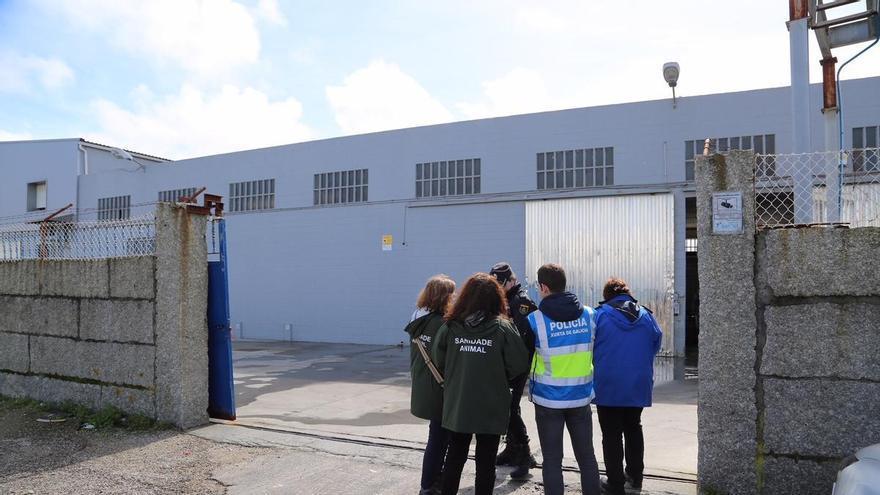 Portugal endurece el control de los bivalvos y se fortalece como competidor de Galicia