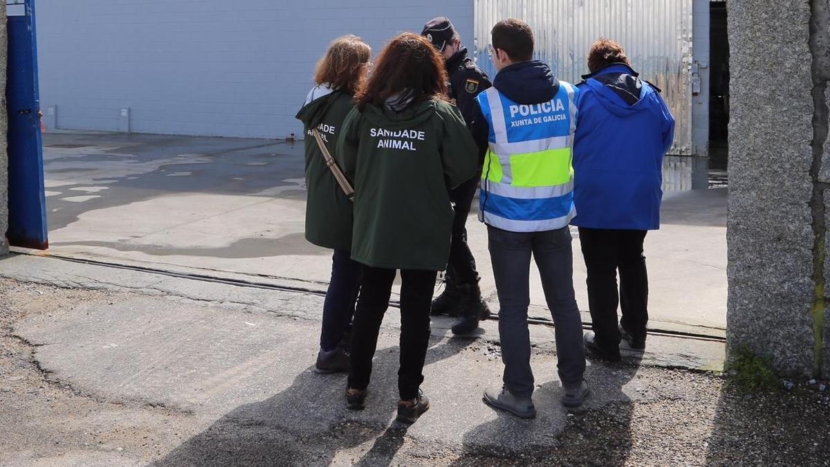 Autoridades sanitarias y policiales en un registro en busca de almeja ilegal en una depuradora gallega.