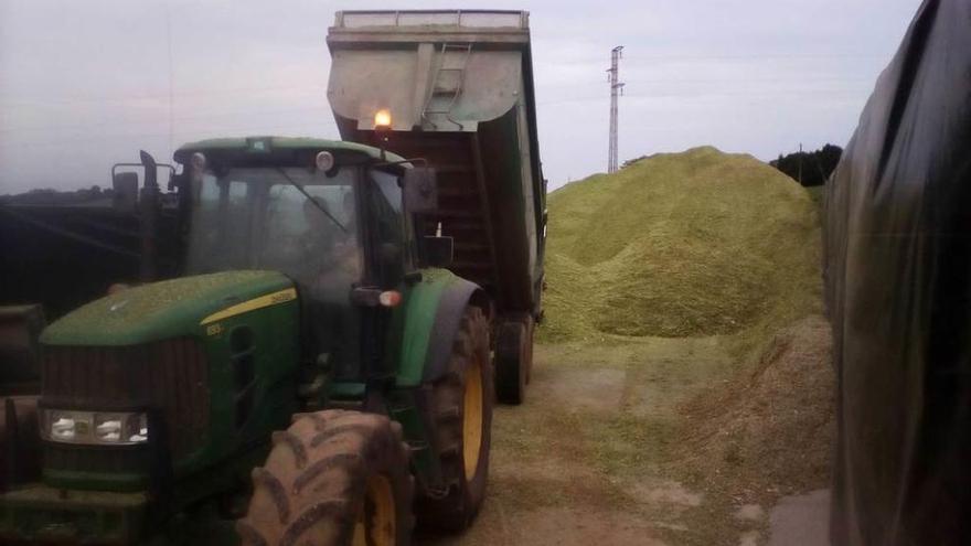 Un tractor, ayer, volcando su carga en la montaña de maíz triturado en Manzaneda.