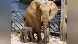 Emoción ante el nacimiento en directo del primer elefante en Valencia