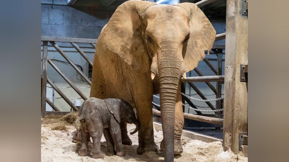 Vídeo: Emoción ante el nacimiento en directo del primer elefante en Valencia