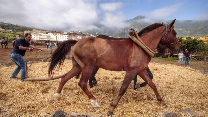 Muestra de trilla en la Feria de Ganado de Los Realejos.