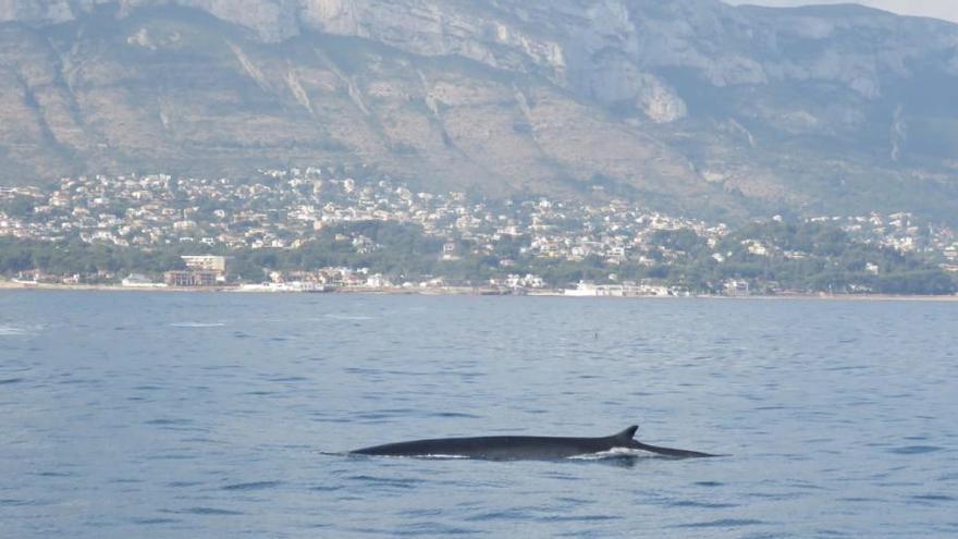 Avistan 30 ballenas en Dénia en apenas dos semanas